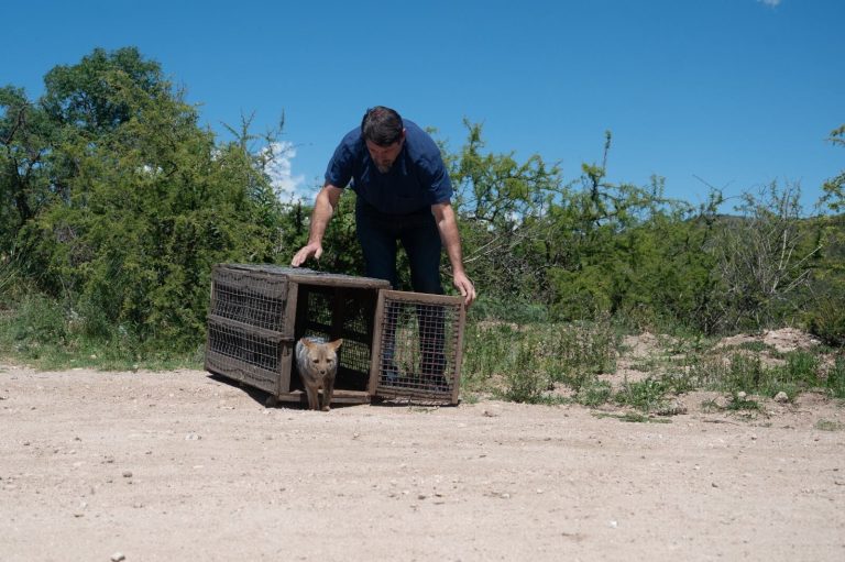 Liberaron 13 animales silvestres rehabilitados en el Parque de la Biodiversidad de Córdoba