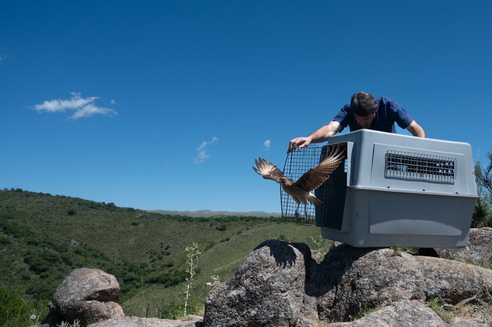 Ya están en su hábitat natural un gato montés, un zorro gris, cuatro jotes cabeza negra, tres cardenales copete rojo, un pepitero de collar, una corbatita común y dos comadrejas.