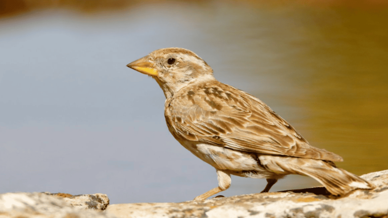 Abandono paternal, la causa de la reducción de un 30% la supervivencia en aves silvestres