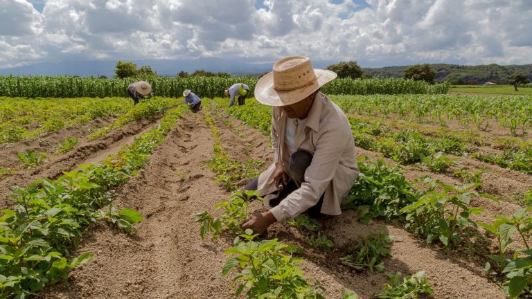 Científicos descubren un «ejercito» de bacterias en México capaz de ayudar a la agricultura