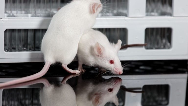 Investigadores descubren el ‘superpoder’ de los ratones para tener crías de varios padres y salvarse de la extinción