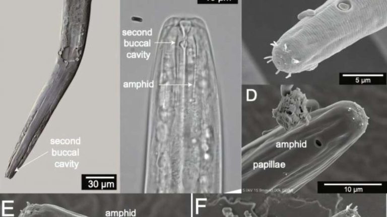 Analizan un lago salado y encuentran un ser vivo que no debería estar ahí: la prueba que desafía lo que sabíamos