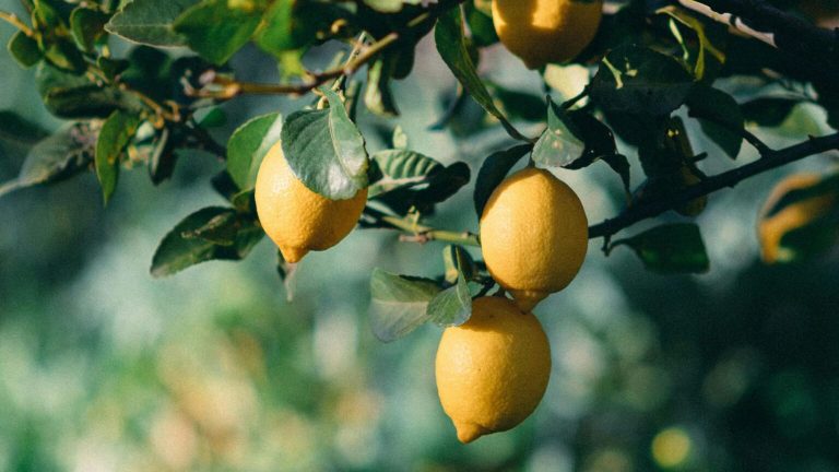 El Ministerio de Agricultura soviético logra cultivar limones a -30°C: 30.000 hectáreas sin energía externa