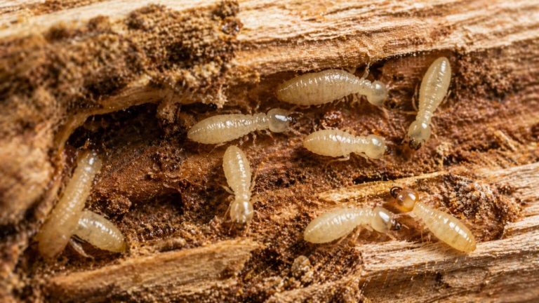 Científicos coinciden: descubren un truco natural para acabar con las termitas en la madera con un 95% de éxito