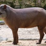04-27_dia-mundial-tapir