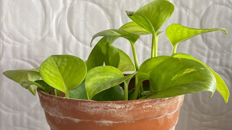 Los expertos en plantas coinciden: este es el mejor sitio de tu casa para que al potus le crezcan hojas fuertes, sanas y más grandes