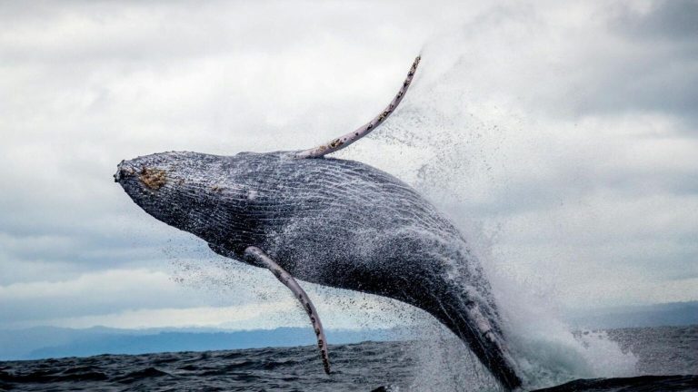 Dos ballenas jorobadas alcanzan récord tras cruzar medio planeta