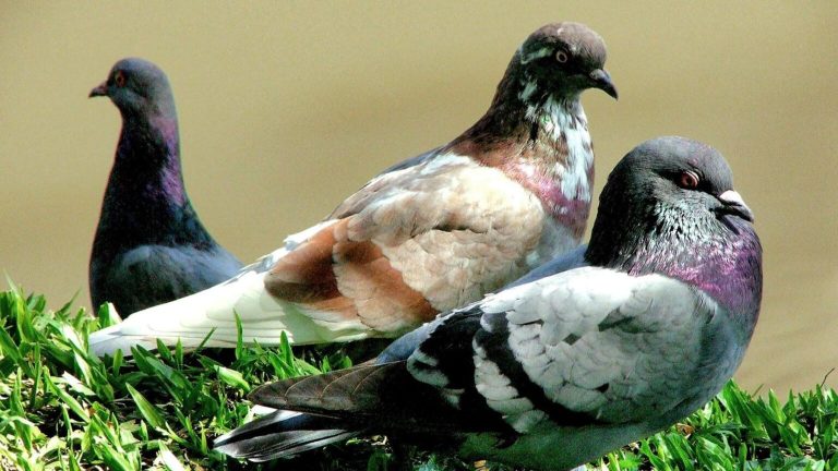 Las palomas usan células magnéticas en el hígado para orientarse y volver a casa, según un hallazgo histórico publicado en Science