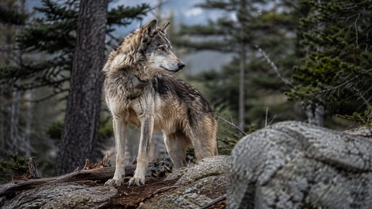 Por primera vez en más de 100 años un lobo ha vuelto al Parque Nacional de Sequoia en un hito sin precedentes tras dar por desaparecida la especie