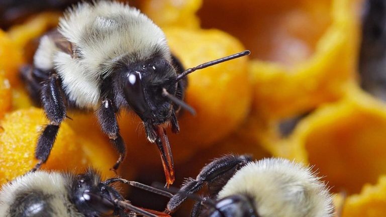Un estudio redefine lo que sabíamos y confirma que las abejas obreras son las que deciden en secreto quién será la próxima reina de la colonia