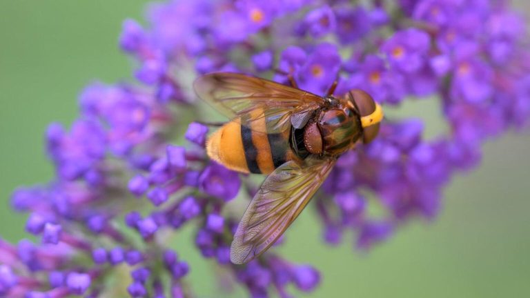 Parece una avispa pero este insecto en realidad es una mosca totalmente inofensiva que no tiene aguijón y poliniza igual que las abejas