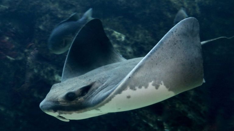 Las rayas murciélago lanzan una alarma química para avisar a las demás del peligro: una señal que se creía exclusiva de los peces óseos