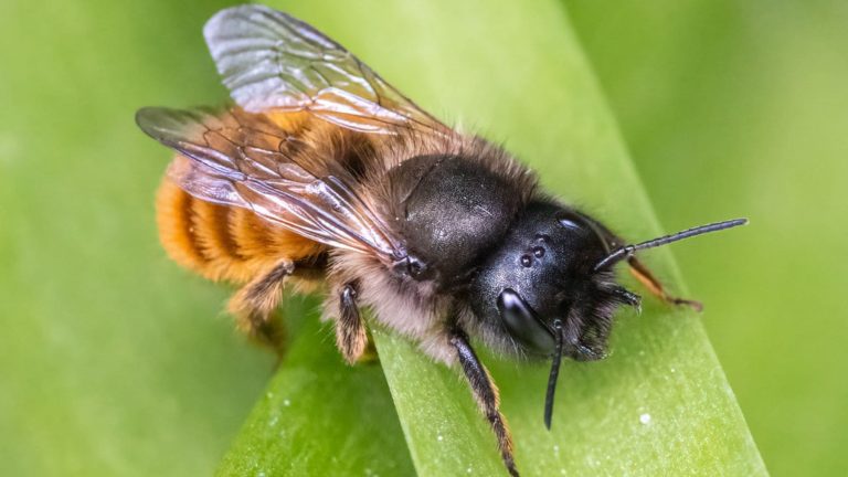 No vive en colmenas ni produce miel, pero éste albañil solitario es uno de los polinizadores más importantes del mundo