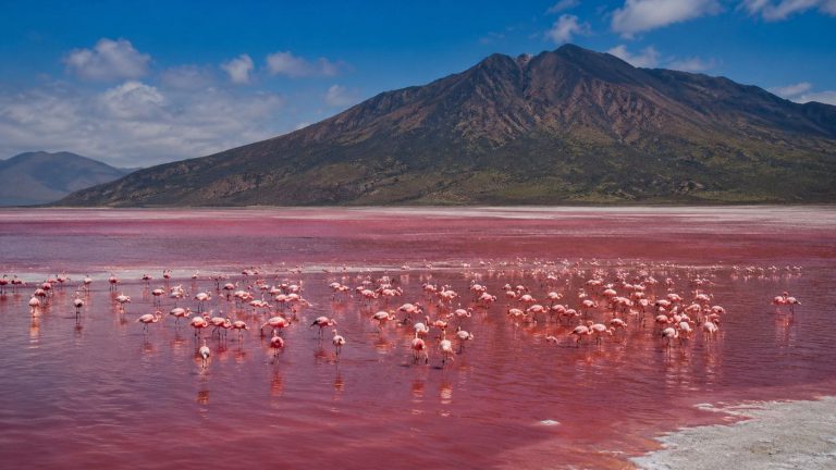 Por raro que parezca existe un lugar en la Tierra donde los animales se convierten en piedra y hay una explicación científica