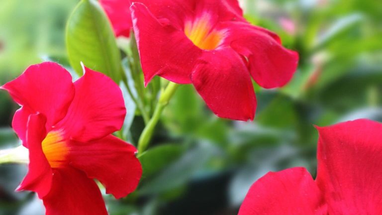 Los geranios tienen los días contados desde que los jardineros recomiendan poner esta planta en el balcón porque aguanta el calor, necesita poco riego y florece hasta otoño sin apenas cuidados