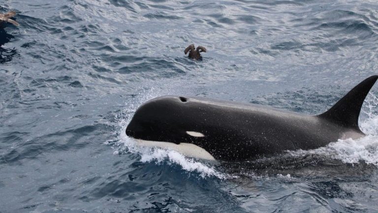 Analizan 28.000 fotografías a lo largo de 20 años y descubren comportamientos nunca vistos en la orca más rara del mundo: solo existen 207 ejemplares identificados en todo el planeta