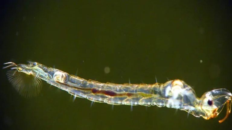El insecto que vive a más de 200 metros bajo el agua podría cambiar lo que sabemos sobre la evolución
