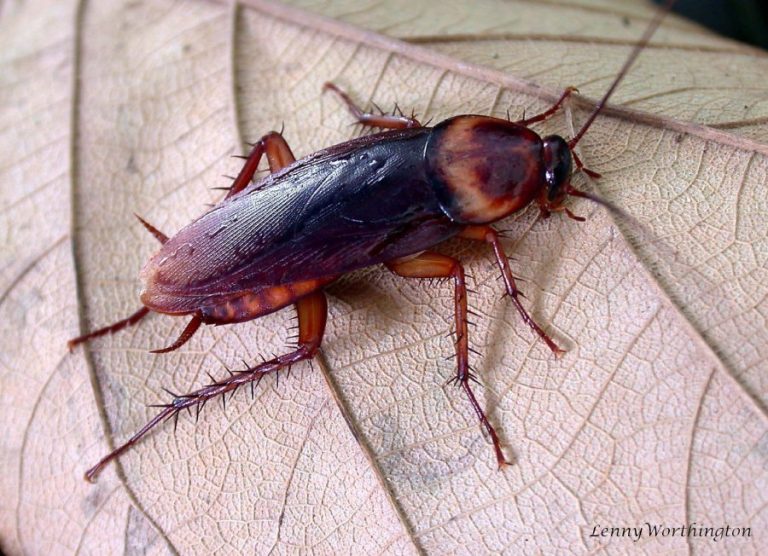 Los expertos en plagas avisan de que las cucarachas cada vez son más resistentes a los insecticidas y avisan de que la especie está evolucionando para combatir al ser humano