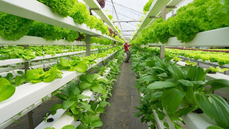 La tecnología que reutiliza casi toda el agua de los invernaderos hidropónicos revoluciona la agricultura sostenible