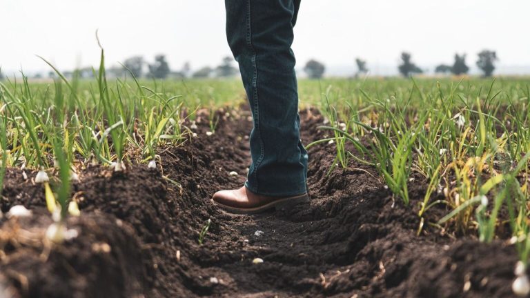 La agricultura ecológica gana peso en la futura PAC 2028-2034 y refuerza el objetivo europeo del 25 %