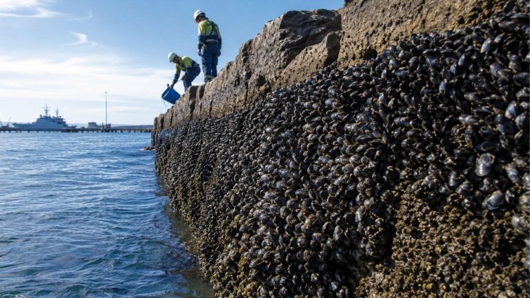 Mientras cientos de países se empeñan en instalar depuradoras, Australia acaba de colocar 20 toneladas de mejillones creando un muro que restaura de forma natural el ecosistema