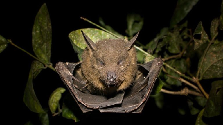 Descubren dos nuevas especies de murciélagos en los bosques de Camerún