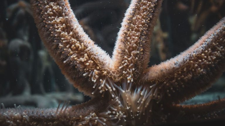 Estrellas de mar adaptan su genoma: descubren un 18,6 % de ADN “del revés” para sobrevivir en mares distintos